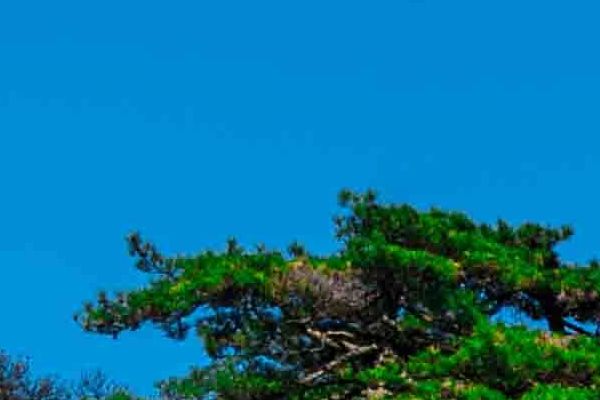 厦门植发医院排名：权威医疗机构综合评估厦门植发医院的手术技术
