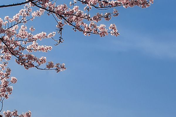 医学整形美容指南