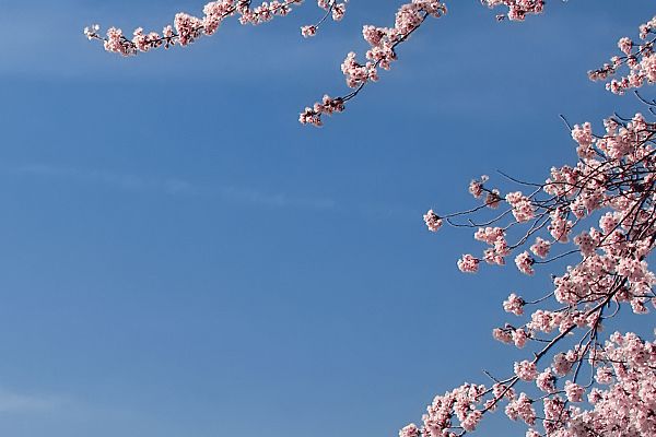 整形项目专业知识详解，图文并茂，高清大图！修复性整形手术