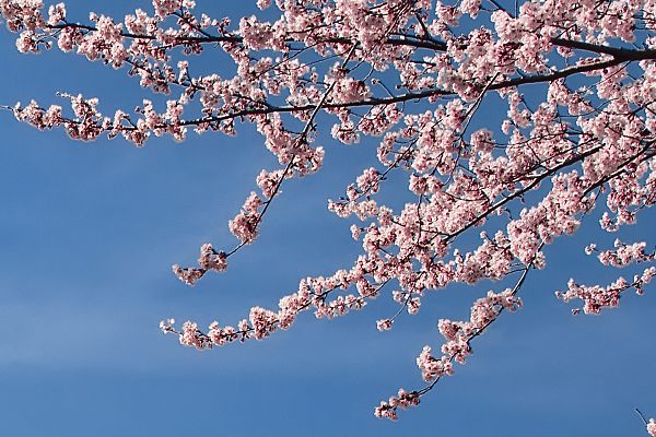 沈阳杏林整形医院双眼皮手术价格沈阳杏林整形医院双眼皮手术价格